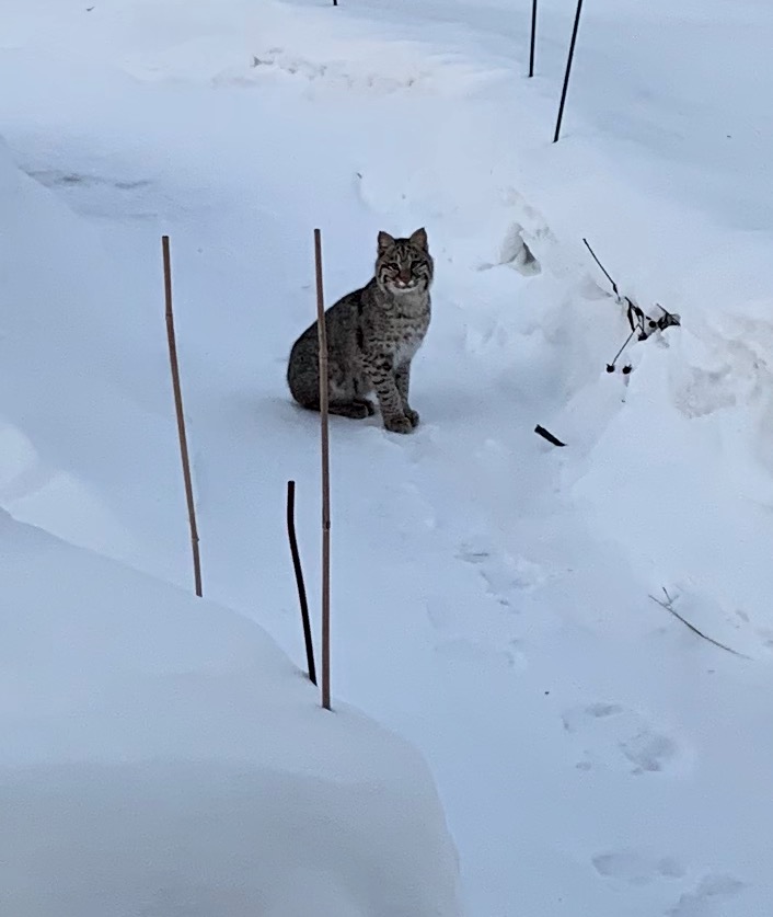 Bobbie, the bobcat. She was very calmly watching the house at dawn on a cold February morning. 